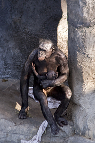 Pics Of Monkeys Mating. lt;lt;bonobo monkeys mating